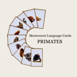 South American Language Cards