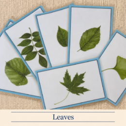 African Animal Language Cards (Isolated)