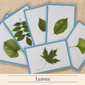Leaf Language Cards