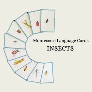 Insect Language Cards