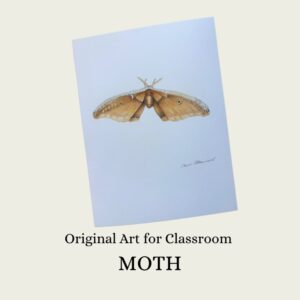 Artwork: Moth