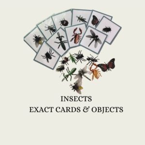 Insect Exact Object & Card Set