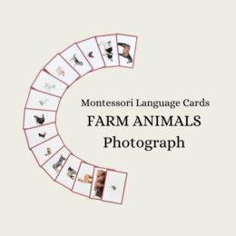 African Animals (Photograph) Language Cards