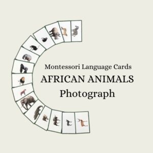 African Animals (Photograph) Language Cards