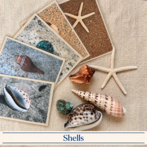 Sea Shell Object & Card Set